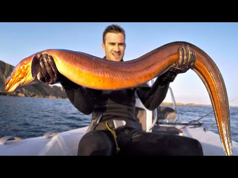 Giant EEL FISH Catch and Cook