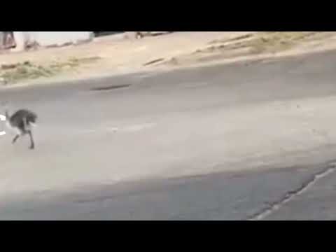 Apareció una cría de ñandú en las calles de Merlo buenos aires 