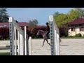 Ruin Franse rijpony PFS Te koop 2021 Lichte manen en staart ,  ACHILLE DE ST GERY