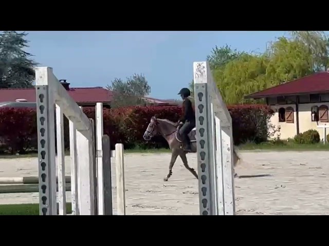 Ruin Franse rijpony PFS Te koop 2021 Lichte manen en staart ,  ACHILLE DE ST GERY