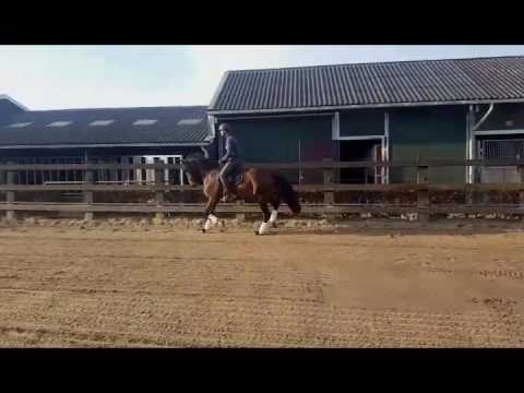 Blue Hors Zatchmo x Sandro Hit 4 years old gelding