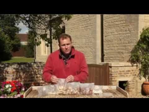 250 Spring Flowered Bulbs Selection + 50 Miniature Narcissi 'Tete a Tete' Bulbs