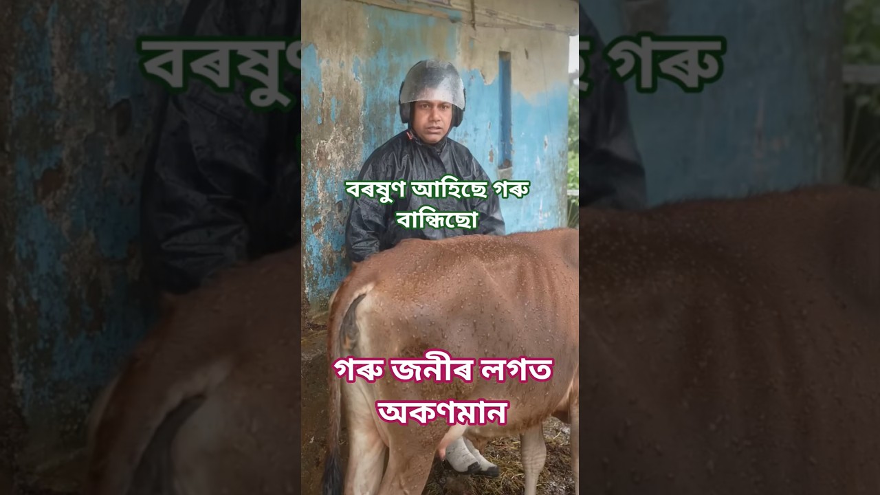 গৰু জনী বান্ধি লৈছো । #youtubesearching #viralyoutubevideo #shortsviral #cow #animal #shorts .