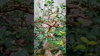 Download lagu proses babon bonsai serut mp3 Download lagu proses babon bonsai serut mp3