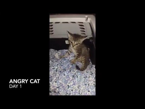 How to tame an angry cat - YouTube