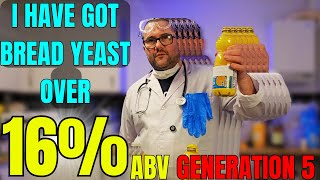 How high can bread yeast ferment an alcoholic drink?