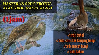 Download lagu masteran srdc biar cepat bunyi, dan terapi srdc biar tidak stres full suara air mengalir... mp3 Download lagu masteran srdc biar cepat bunyi, dan terapi srdc biar tidak stres full suara air mengalir... mp3