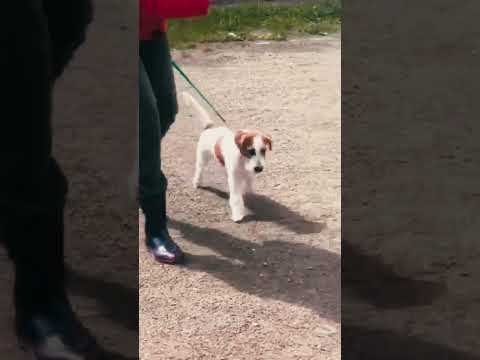 Perros Jack Russell Terrier en venta