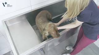 VetExpert Dermocosmetic Dog Shampoo Tutorial