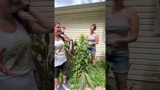 The BEST way to extract and preserve wild lettuce tar- herb walk excerpt