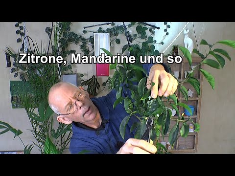 Citrus Pflanzen bei uns und wie wir sie pflegen Geldbaum Rückschnitt und Zwergblattfahne im Wasser