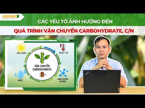 Các yếu tố ảnh hưởng đến quá trình vận chuyển CARBOHYDRATE & C/N khi LÀM BÔNG, NUÔI TRÁI SẦU RIÊNG