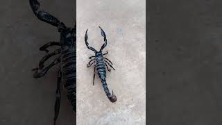 Download lagu Scorpion so fast mp3