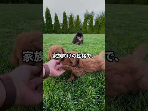 なぜ鶏にタイムを与えるのか 健康上の利点 冬を治療する シラミが卵を産むようにする ニンニクの注入