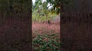 Download lagu Benyamin s koboi ngungsi mp3