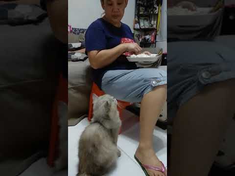 Kirat's begging for food..