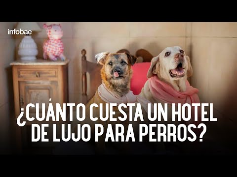 Luxury dog ​​hotel: exclusive rooms, natural food, and emotional well-being.