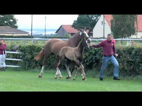 Hengstfohlen v. Decurio - Dream Rubin - Quattro B   a. d. Siera