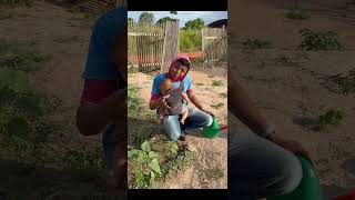 Tipos de Tropismo #experimento #biologia #física #educação #ciência