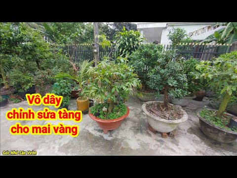 Vô dây kẽm chỉnh tàng cho mai vàng vào tháng 7 âm lịch.