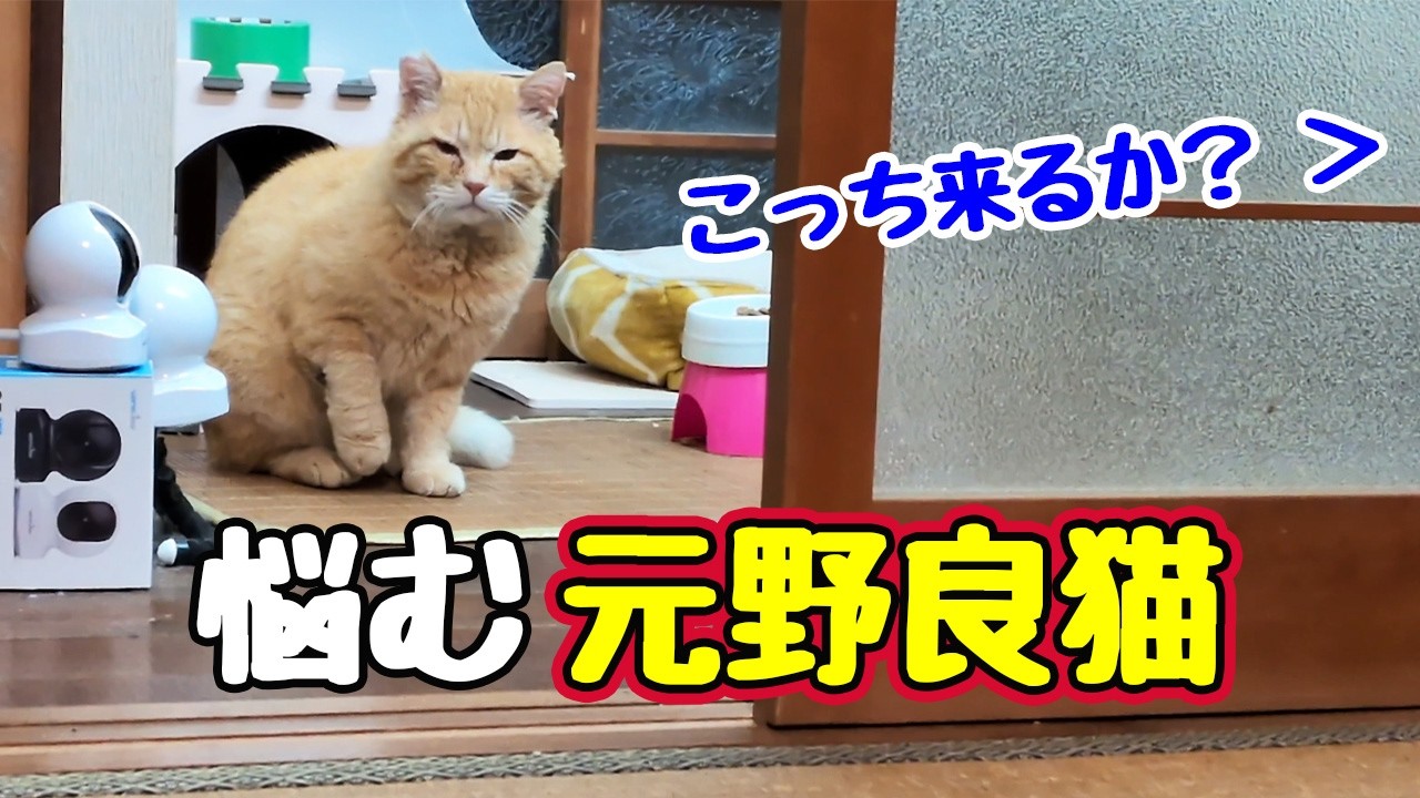 畳の部屋に入りたそうですが…【元野良猫】
