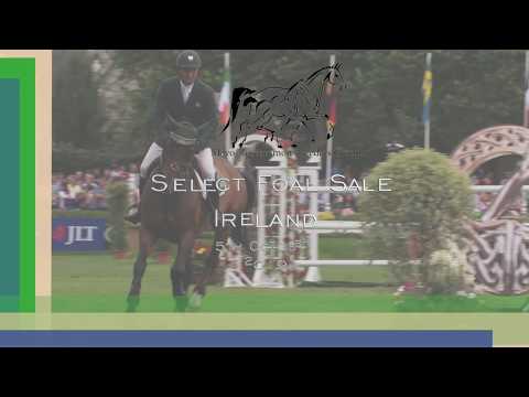 Lot 38  COLT FOAL BY BALOU DU ROUET