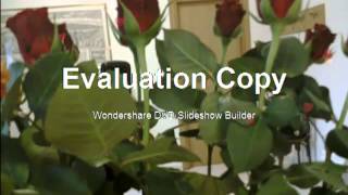 MARY ---  PLEASE  FORGIVE ME