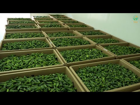 BUJKU – Deri tash Agrocelina per Gjermani ka eksportuar 600 ton kornishon, me shume se çdo here