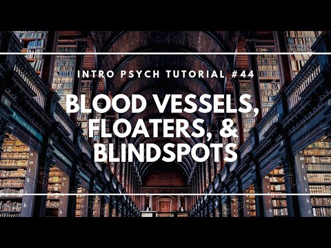 Introduction to Sensation and Perception Intro Psych Tutorial 40