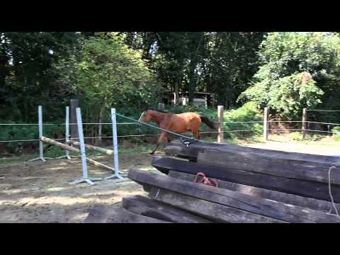 Nunu vd zwartbleshoeve