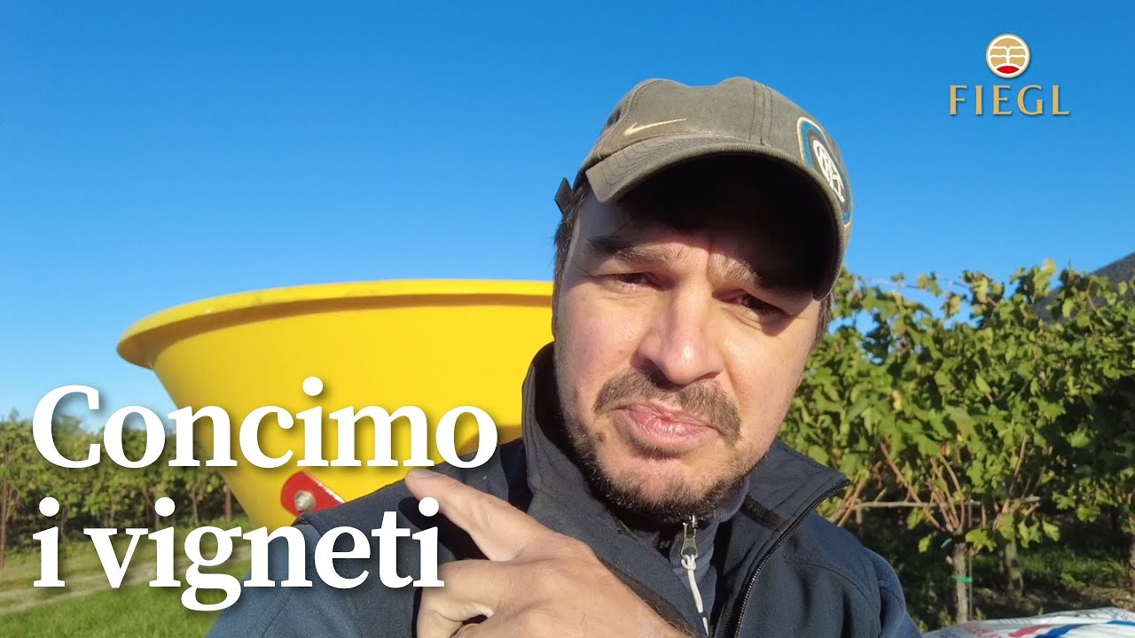Watch Now Concimazione autunnale dei vigneti Concimazione autunnale dei vigneti