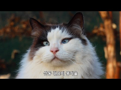 불편한 산골, 즐거운 묘생