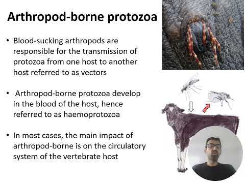 Introduction to Protozoa