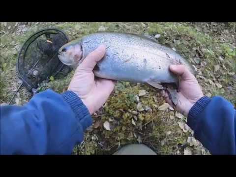 Markus Kalassa - Jokikalastus 2019 Kesän eka kirjolohi