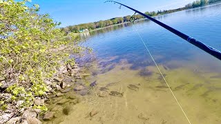 Sight Fishing Shallow Clear Water for these BIG Tasty PANFISH!