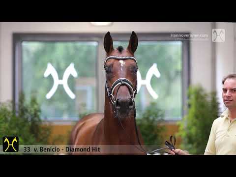 Verden Stallion Licensing 2020 - No. 33 Stallion by Benicio - Diamond Hit - Brentano II