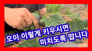 초간단 오이 이렇게 키우시면 미치도록 땁니다 오이재배방법,기술 귀농귀귀촌 주말농장,텃밭,전원일기,사노라면,인…