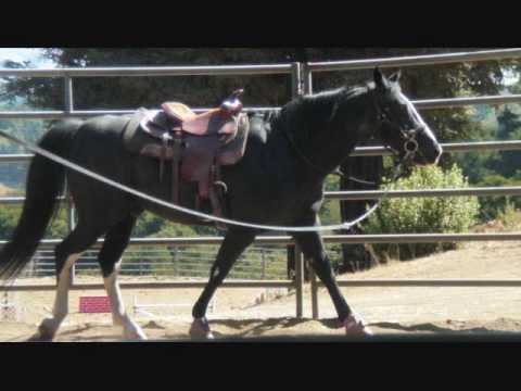 download lagu mp3 mp4 Anthony Chabot Equestrian Center, download lagu Anthony Chabot Equestrian Center gratis, unduh video klip Anthony Chabot Equestrian Center