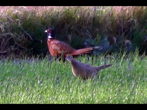 Bażant (Phasianus colchicus) - samiec z samicami