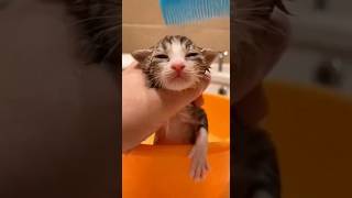 Download lagu Tiny Kitten's First Bubble Bath 🛁 #kitten #bathtime #cute mp3