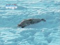 Убитые тюлени 
