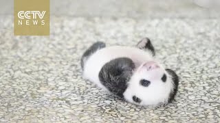 Baby panda struggles to turn over surrenders event