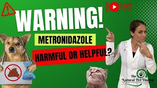 Metronidazole: Is it truly helping your dog