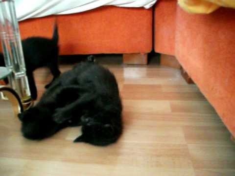 Angie, Didi y Edna jugando.