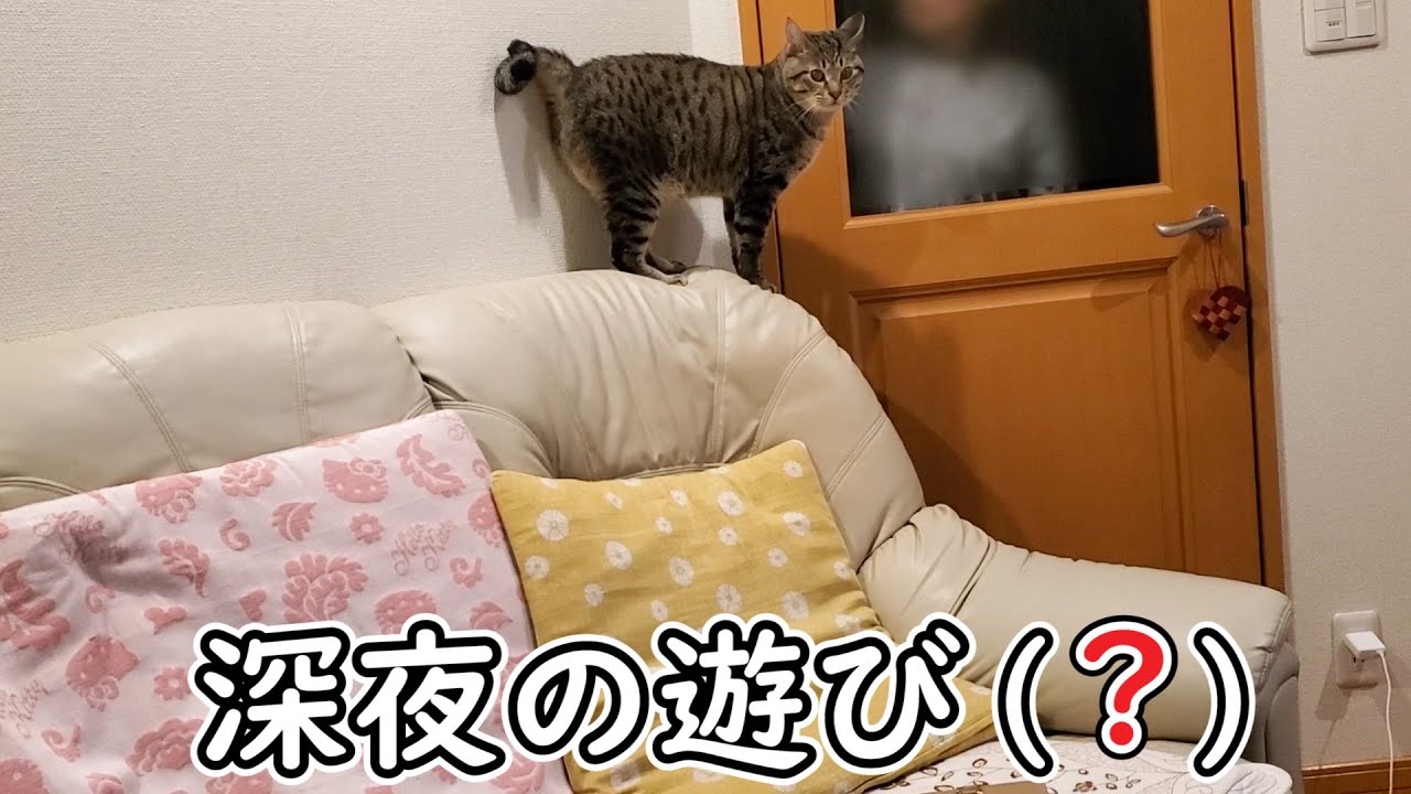 猫とおばあちゃんが深夜に仲良く遊んでいると思ったら…