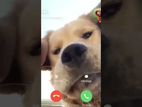 Can they conference me into this call? 🐶 #dog #facetime #cute #videocall