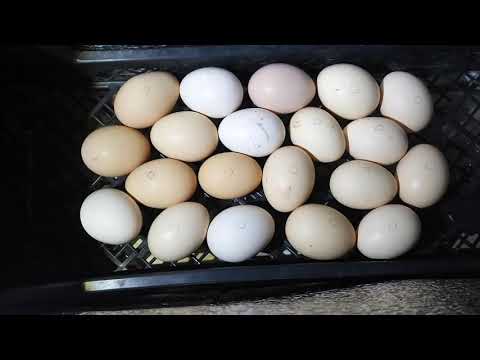 Инкубация яиц, март апрель 2020