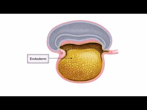 General Embryology-Detailed Animation On Embryonic Folding