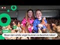 Alle 60.000 kippen van Tessa en Jaap moeten verplicht binnen blijven
