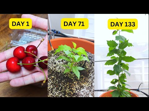 Grow Cherry Tree from Seed Step-by-Step ( Day 1 to Day 133)